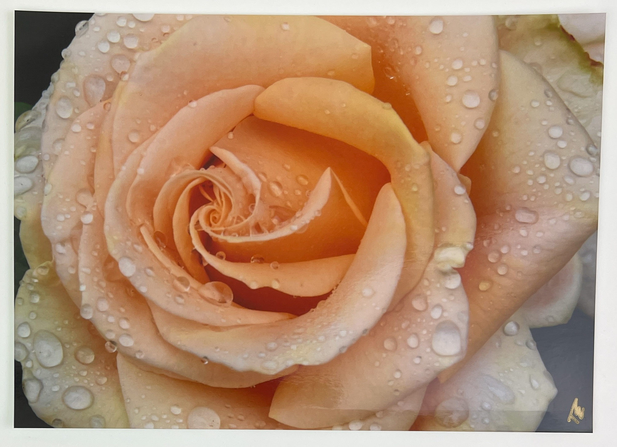 (image for) "Beauty After The Rain 5" by Tammy Elliott